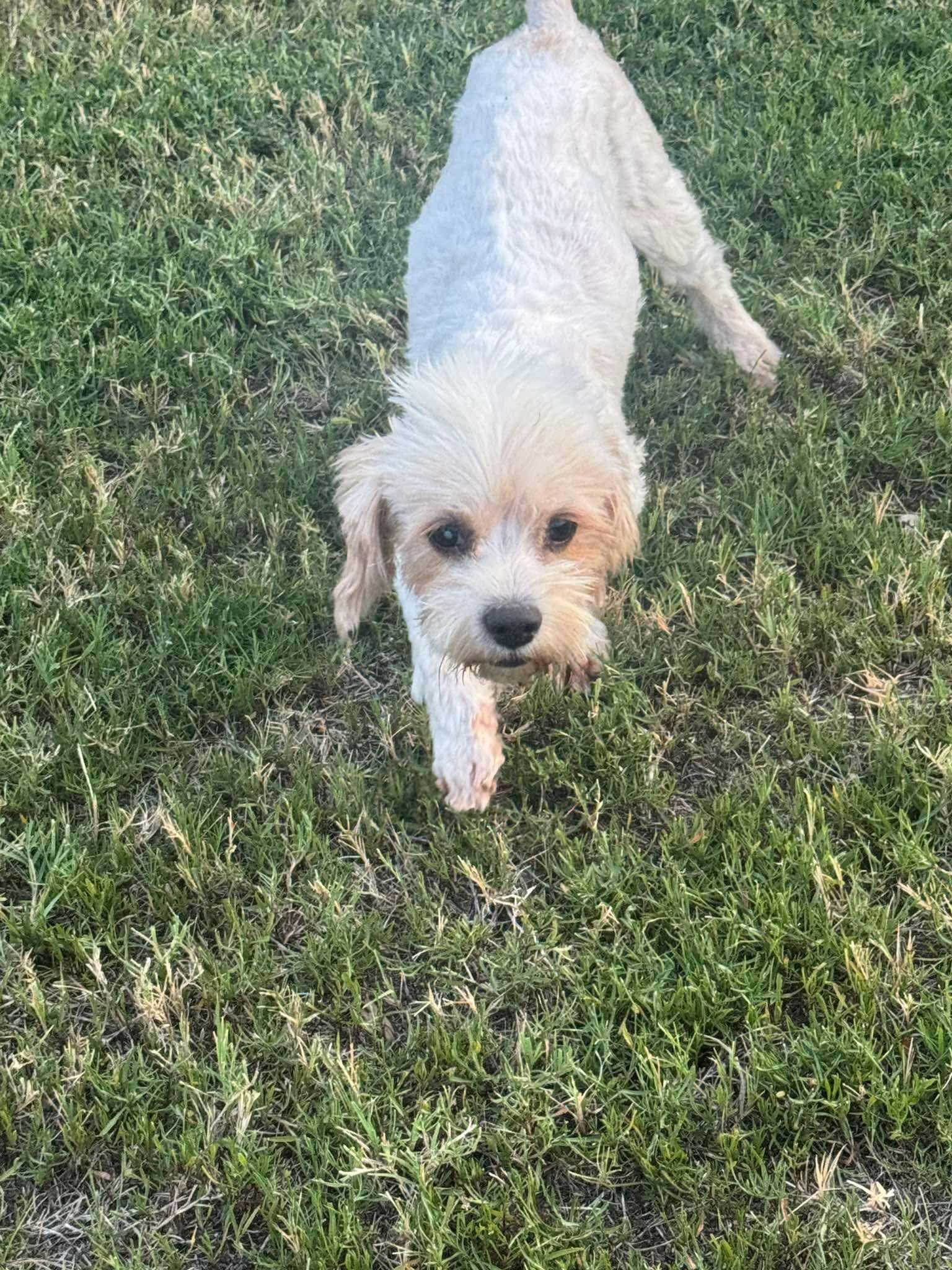 Enlarge Chance, a Adoptable Yorkie Poo in Garland, TX image 2/6