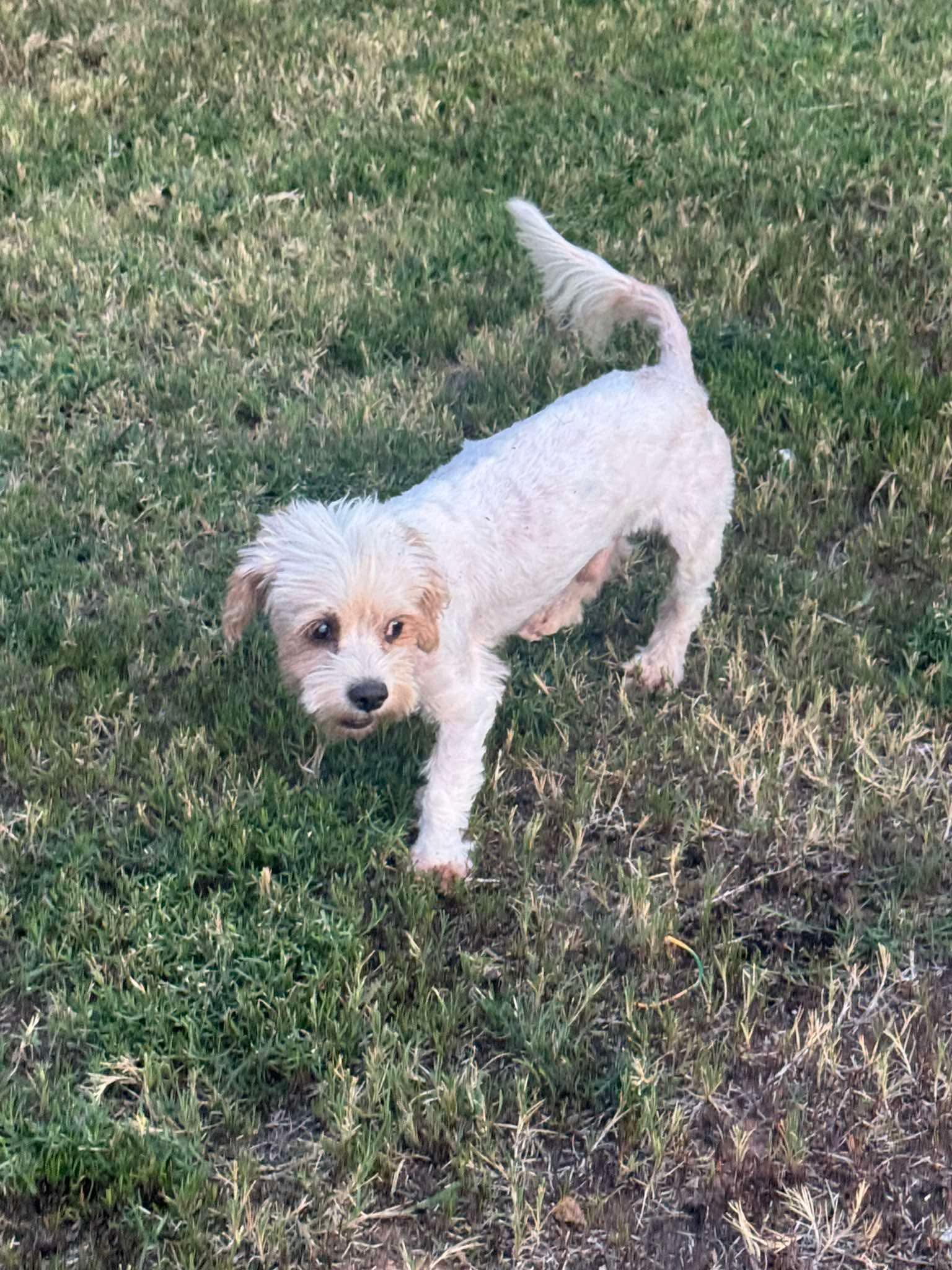 Chance, Adoptable, Adult Male Yorkie Poo.