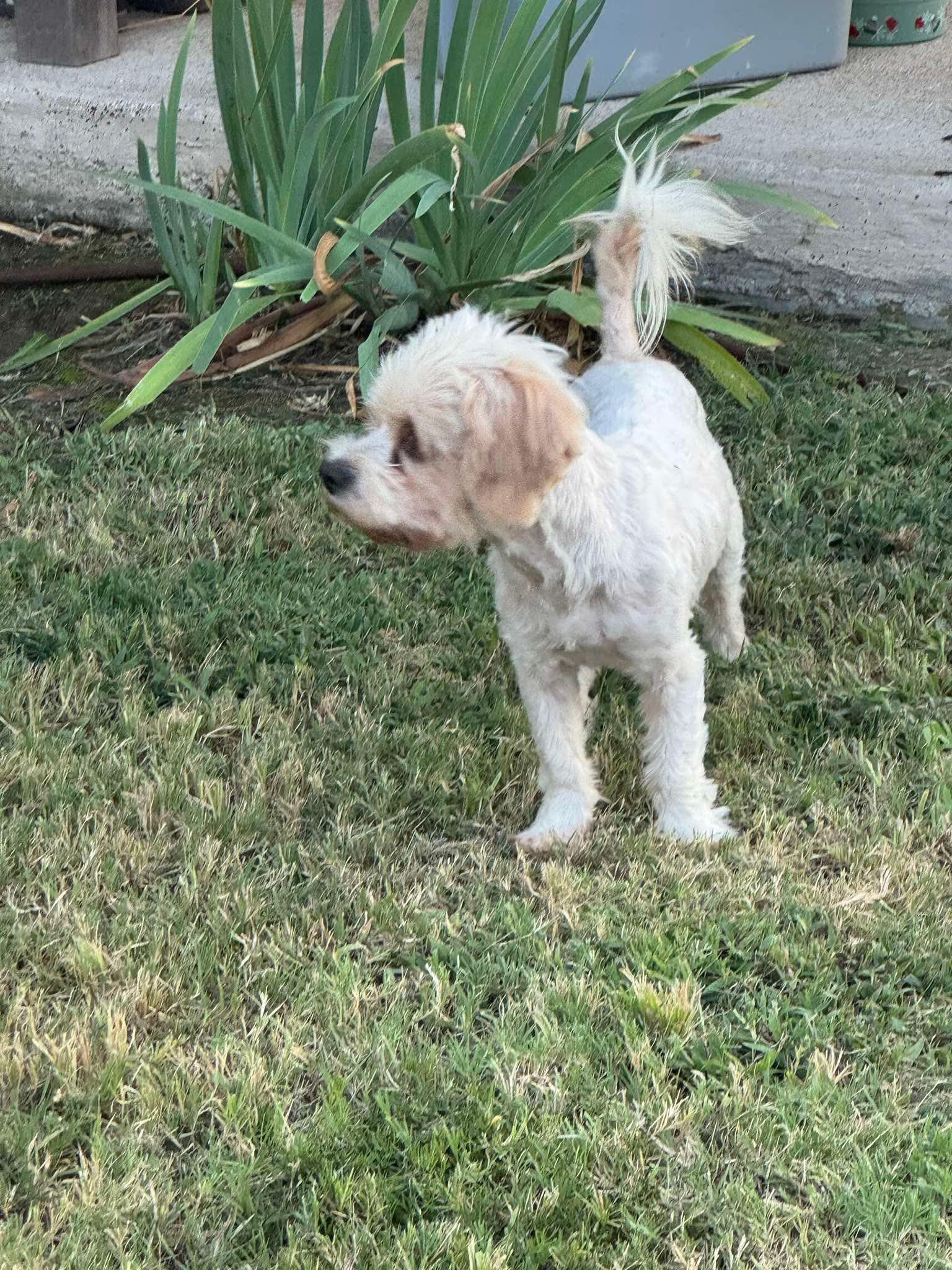 Enlarge Chance, a Adoptable Yorkie Poo in Garland, TX image 3/6