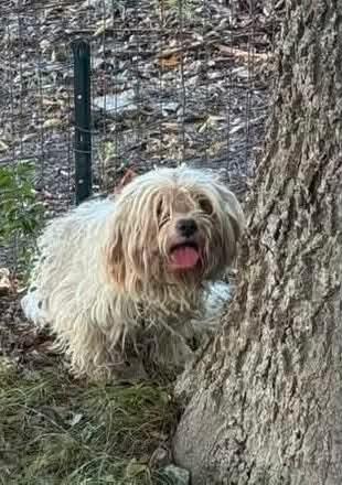 Enlarge Chance, a Adoptable Yorkie Poo in Garland, TX image 4/6