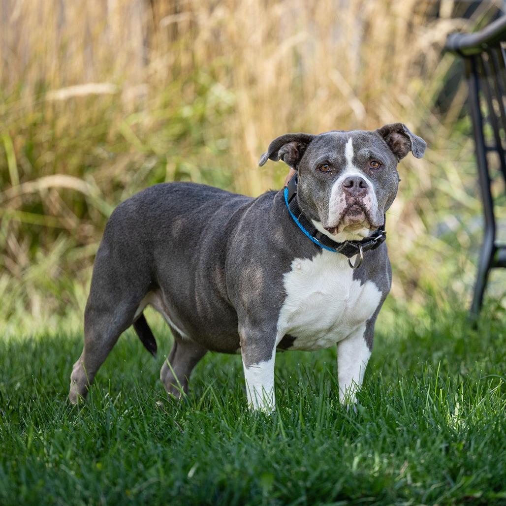 Camille, Adoptable, Senior Female Pit Bull Terrier.
