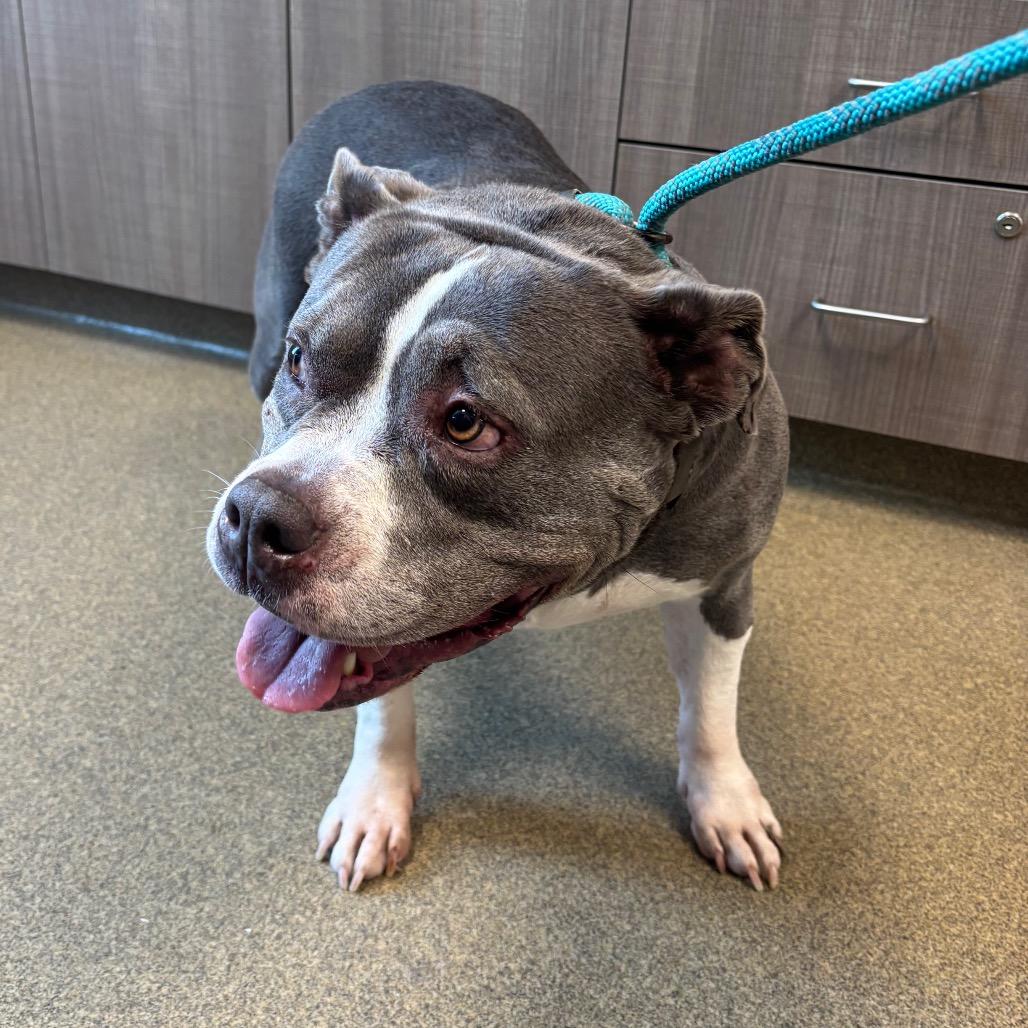 Enlarge Camille, a Adoptable Pit Bull Terrier in Council Bluffs, IA image 2/4
