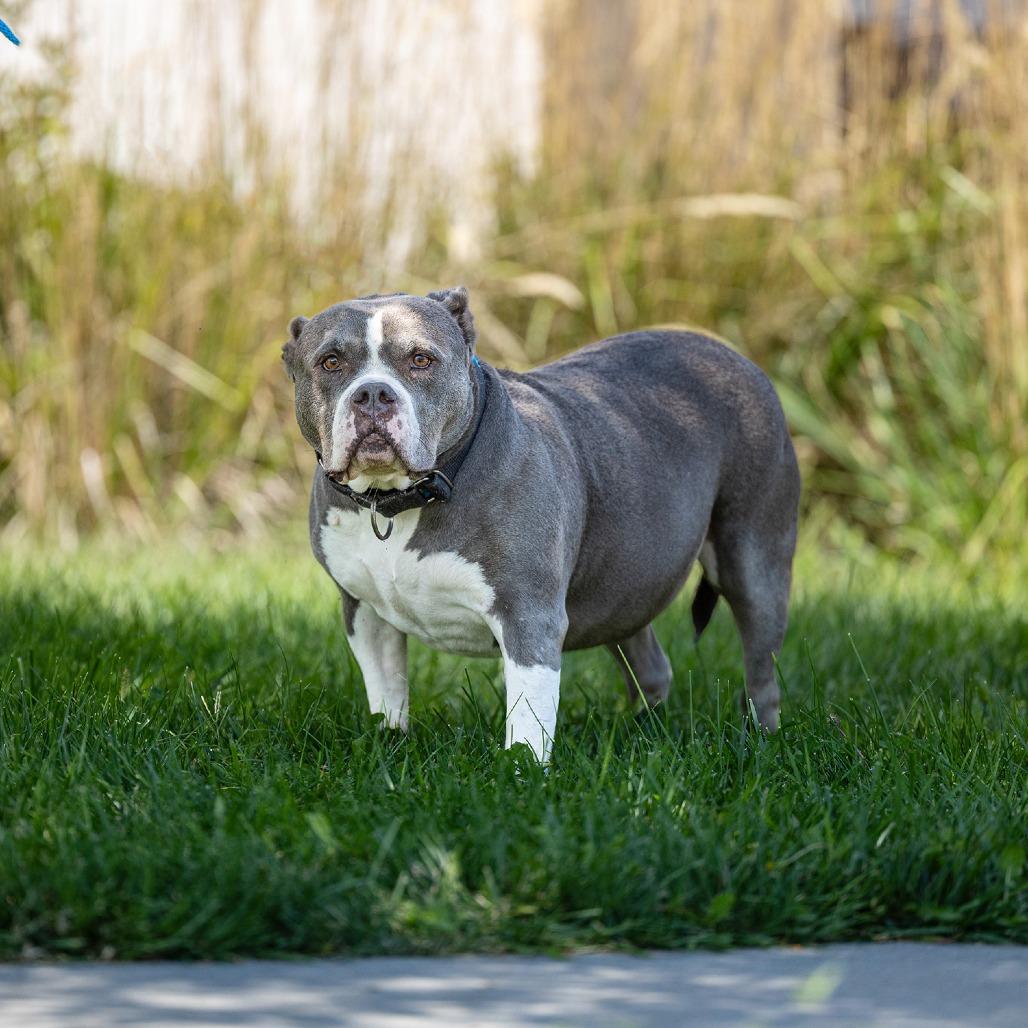 Enlarge Camille, a Adoptable Pit Bull Terrier in Council Bluffs, IA image 3/4