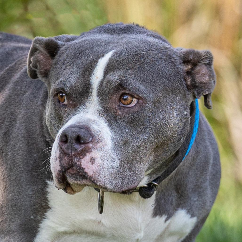 Enlarge Camille, a Adoptable Pit Bull Terrier in Council Bluffs, IA image 4/4