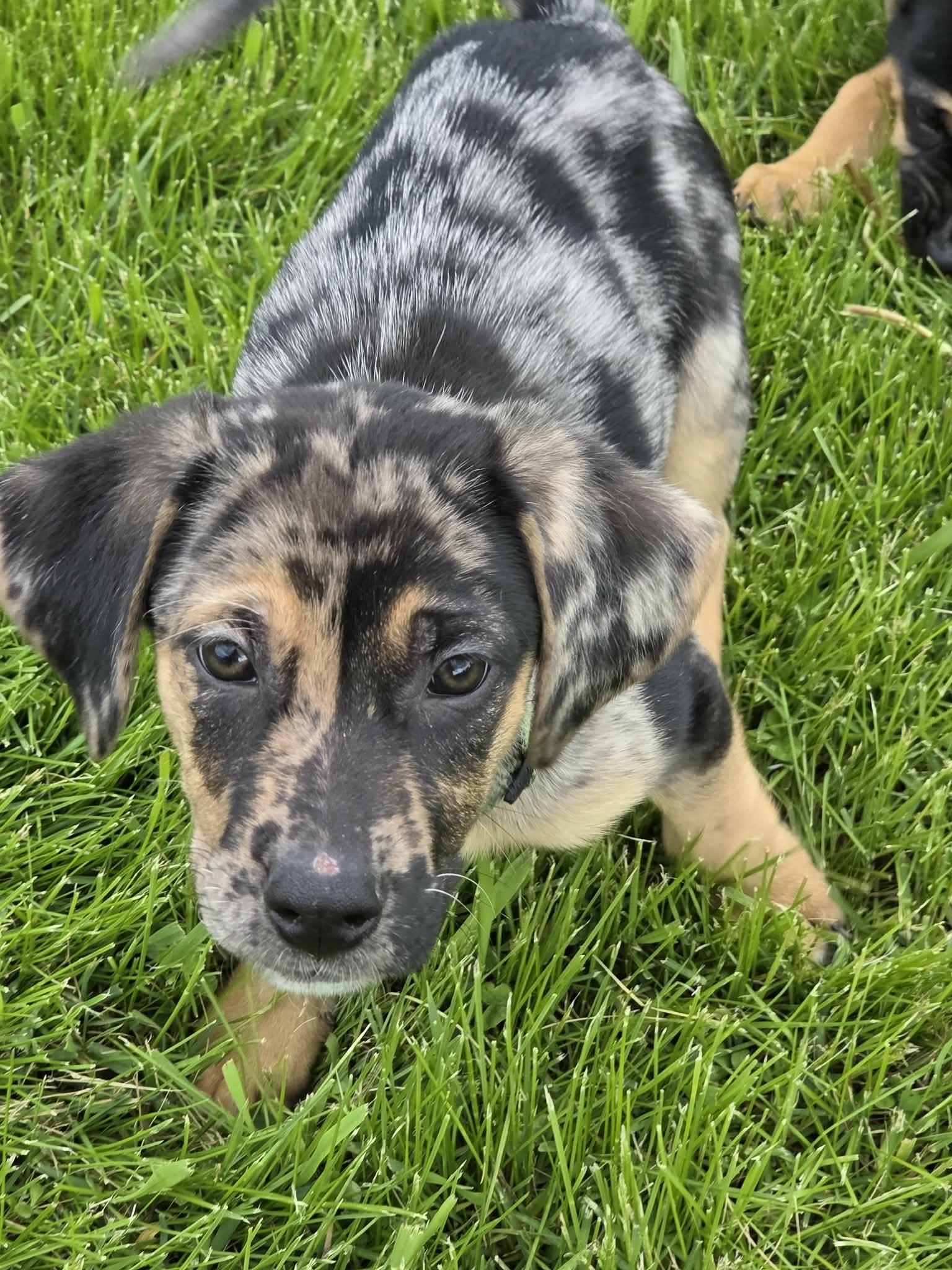 Bruno, adopted, Puppy Male Hound & Belgian Shepherd / Malinois.