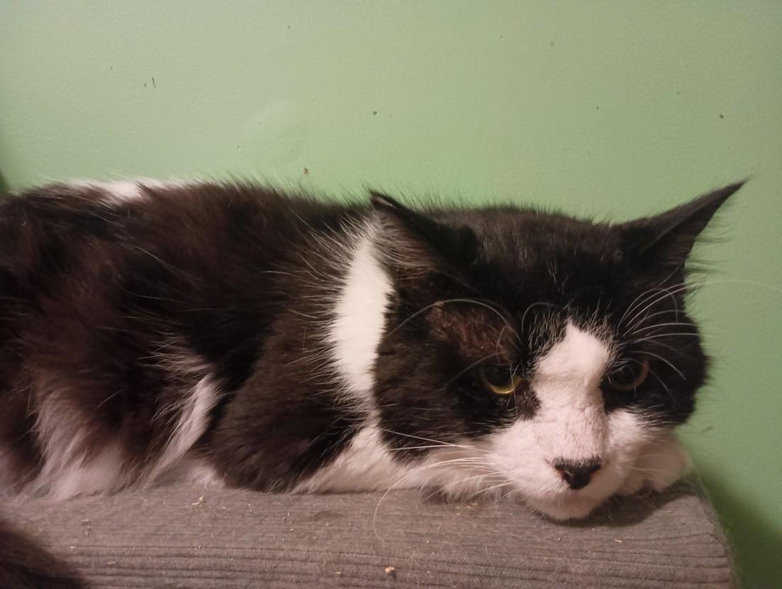 Enlarge Wave, a Adoptable mixed breed in Keswick, ON image 3/4