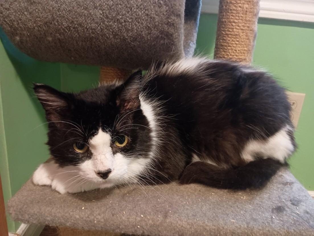 Enlarge Wave, a Adoptable mixed breed in Keswick, ON image 1/4