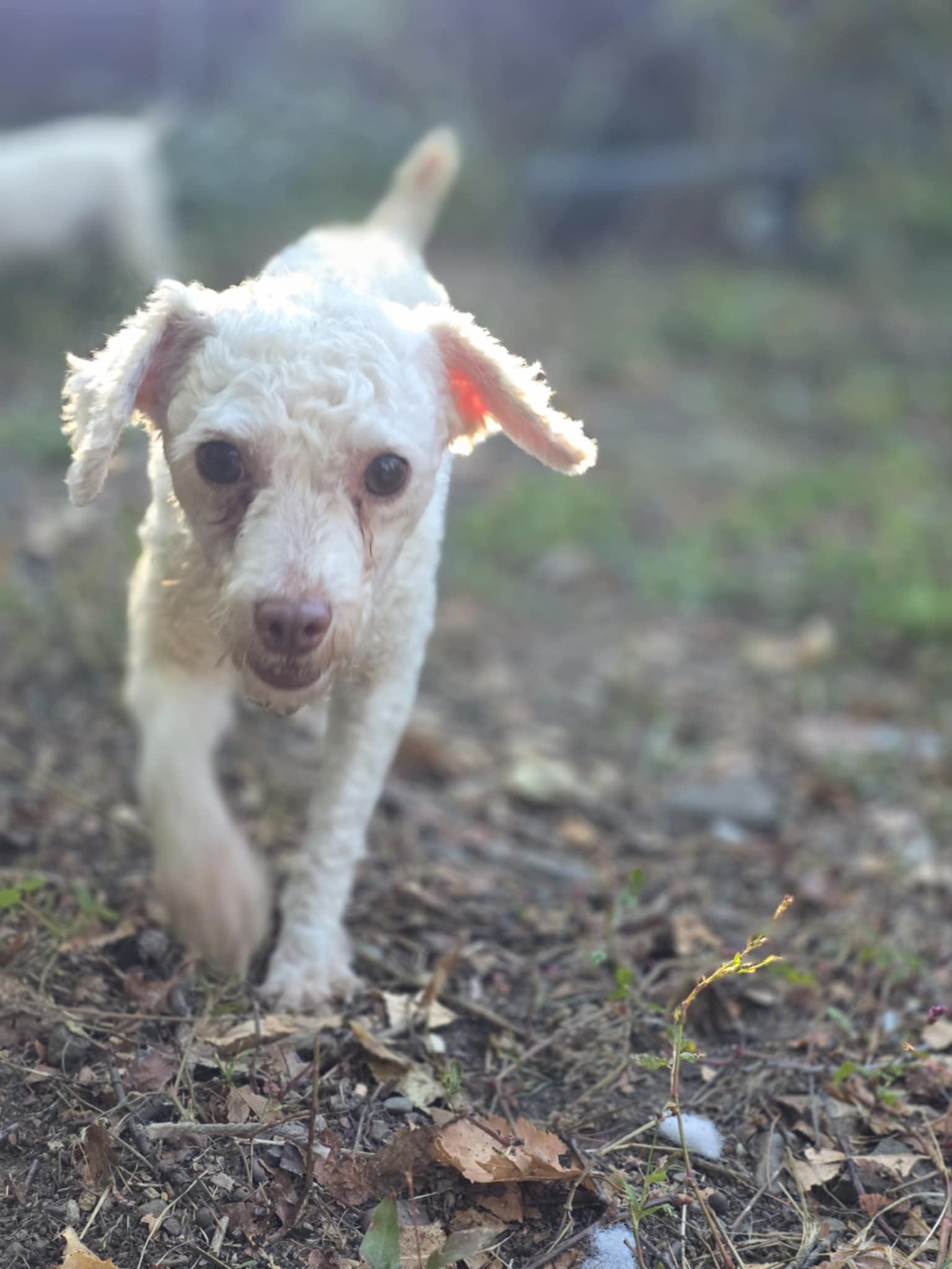 Enlarge Pearl, a Adoptable Miniature Poodle in Wurtsboro, NY image 2/5
