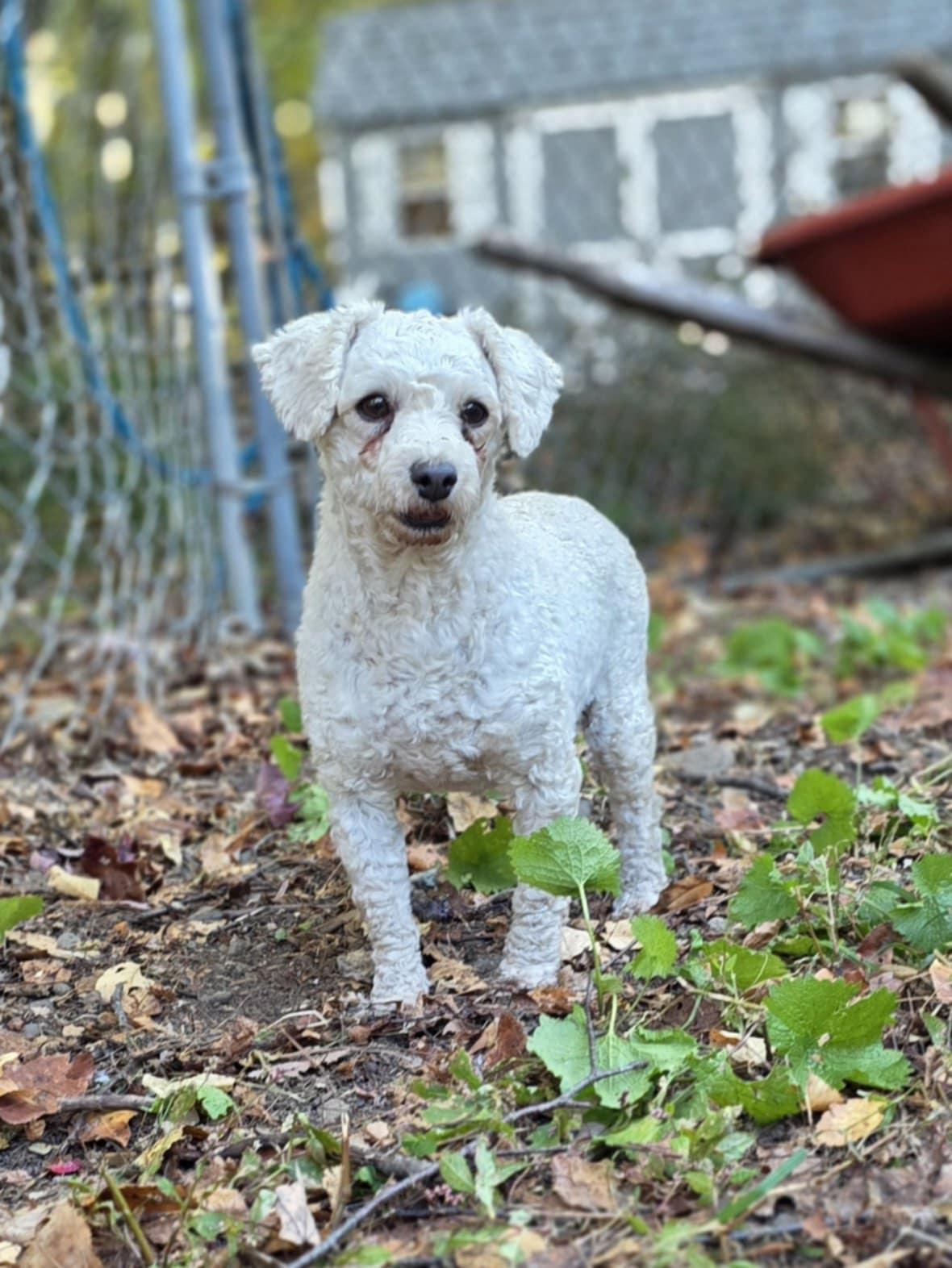Enlarge Pearl, a Adoptable Miniature Poodle in Wurtsboro, NY image 1/5