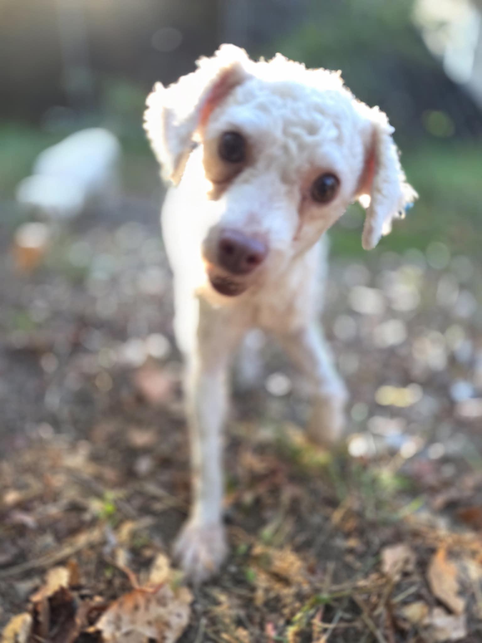 Enlarge Pearl, a Adoptable Miniature Poodle in Wurtsboro, NY image 3/5