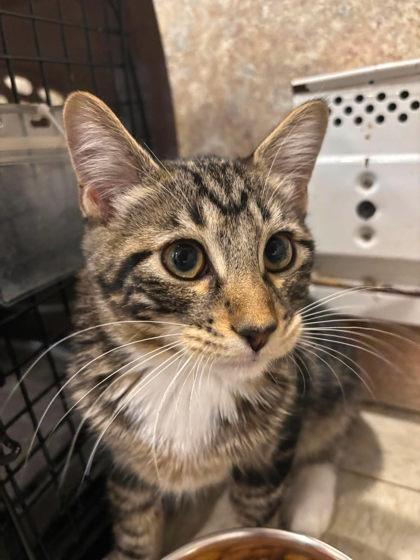 Enlarge Toast, a Adoptable mixed breed in Scottsbluff, NE image 1/3
