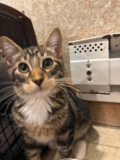 Enlarge Toast, a Adoptable mixed breed in Scottsbluff, NE image 2/3