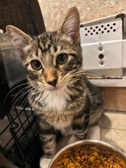 Enlarge Toast, a Adoptable mixed breed in Scottsbluff, NE image 3/3