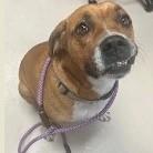 Otis, ADOPTABLE, Adult Male Boxer & Foxhound.