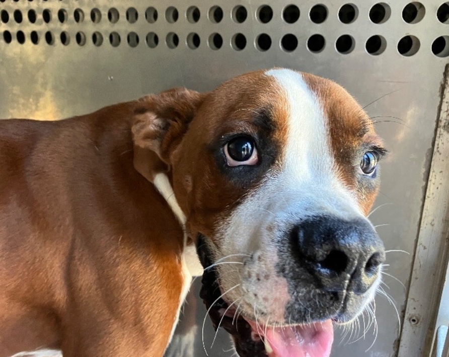 Enlarge Tag 141 *Medical/ left leg*, a Adopted Mixed Breed in Columbus, GA image 1/2