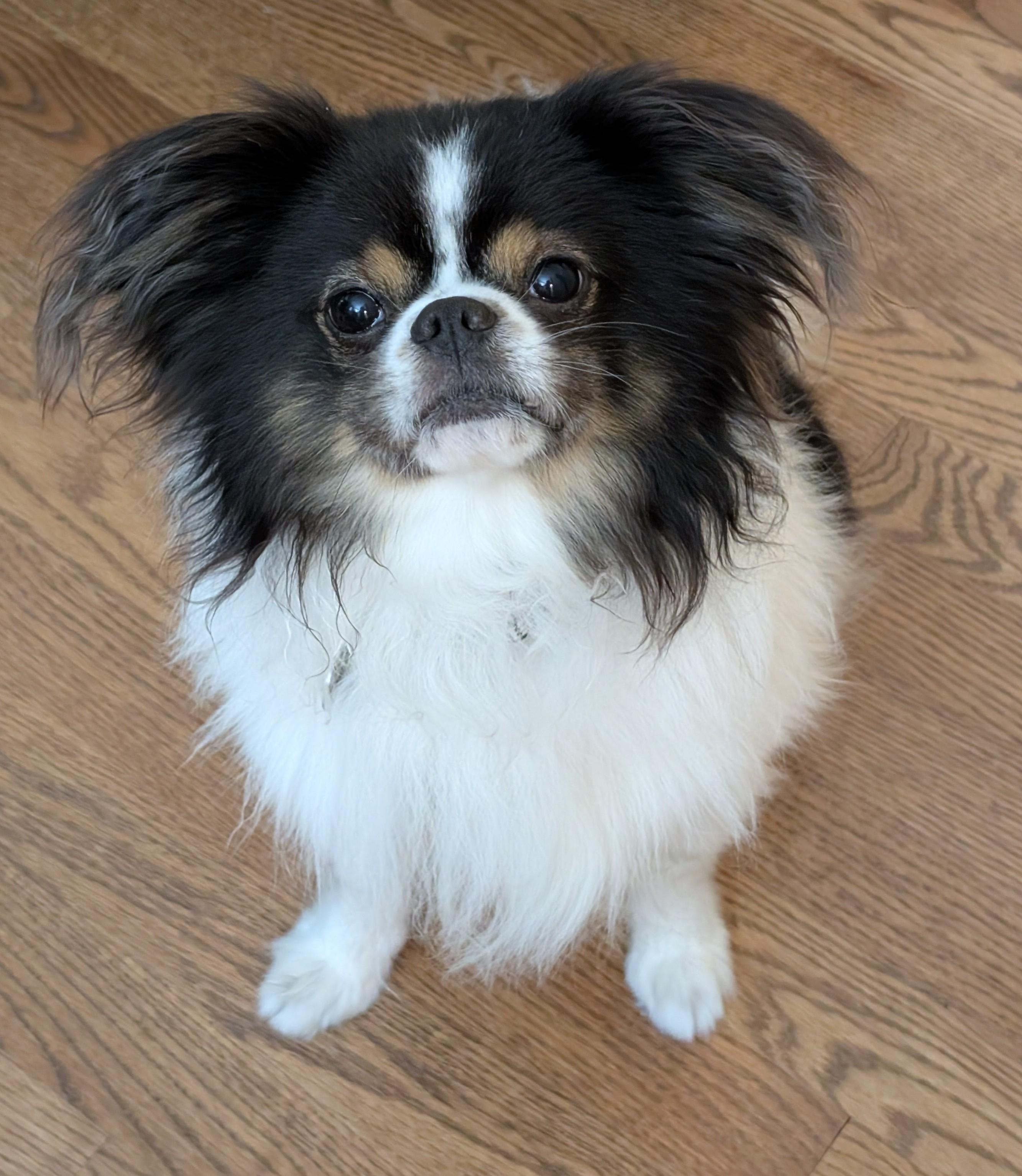 Enlarge Mojo, a ADOPTABLE Japanese Chin in Greensboro, NC image 2/6