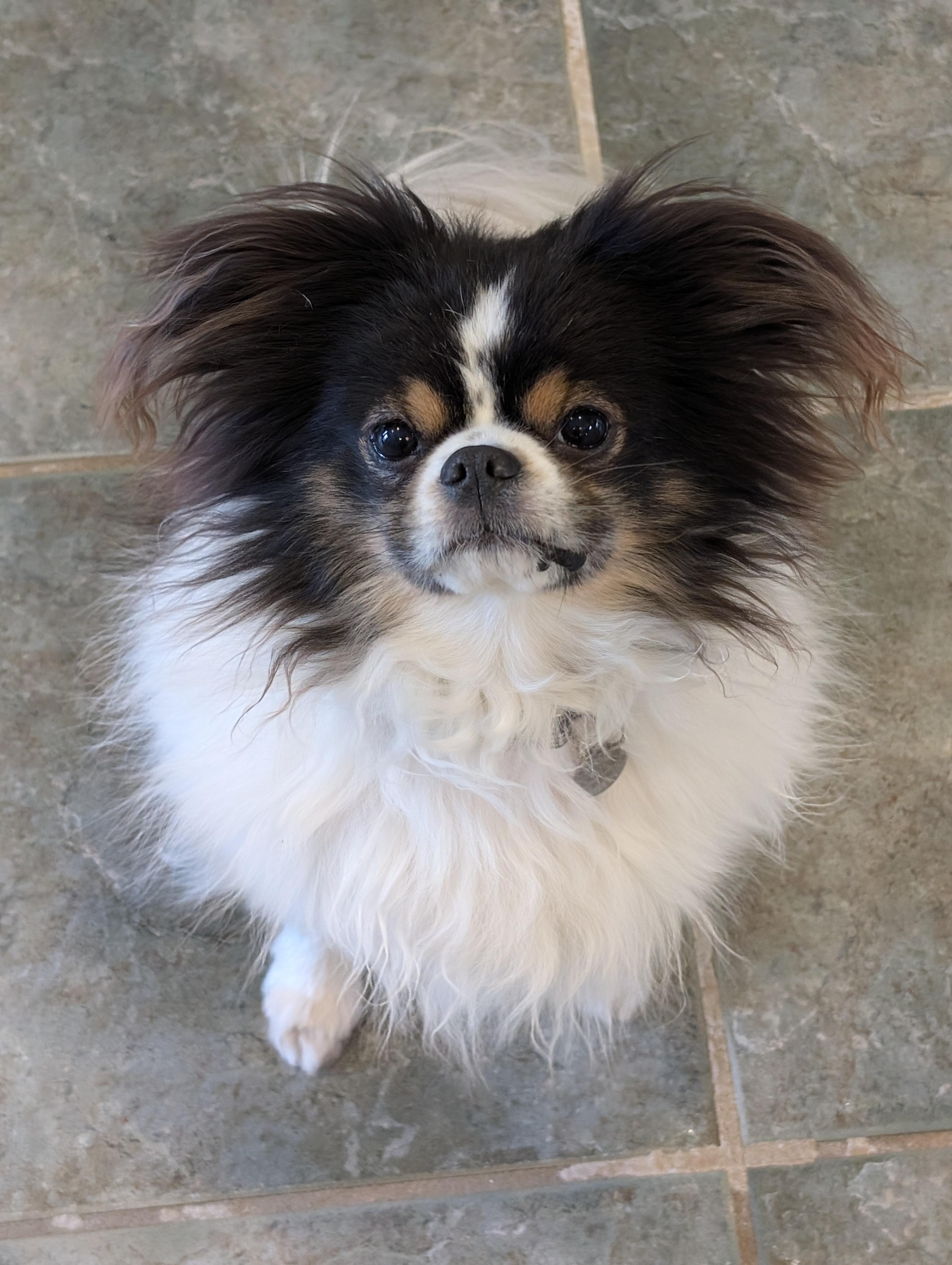 Enlarge Mojo, a ADOPTABLE Japanese Chin in Greensboro, NC image 4/6