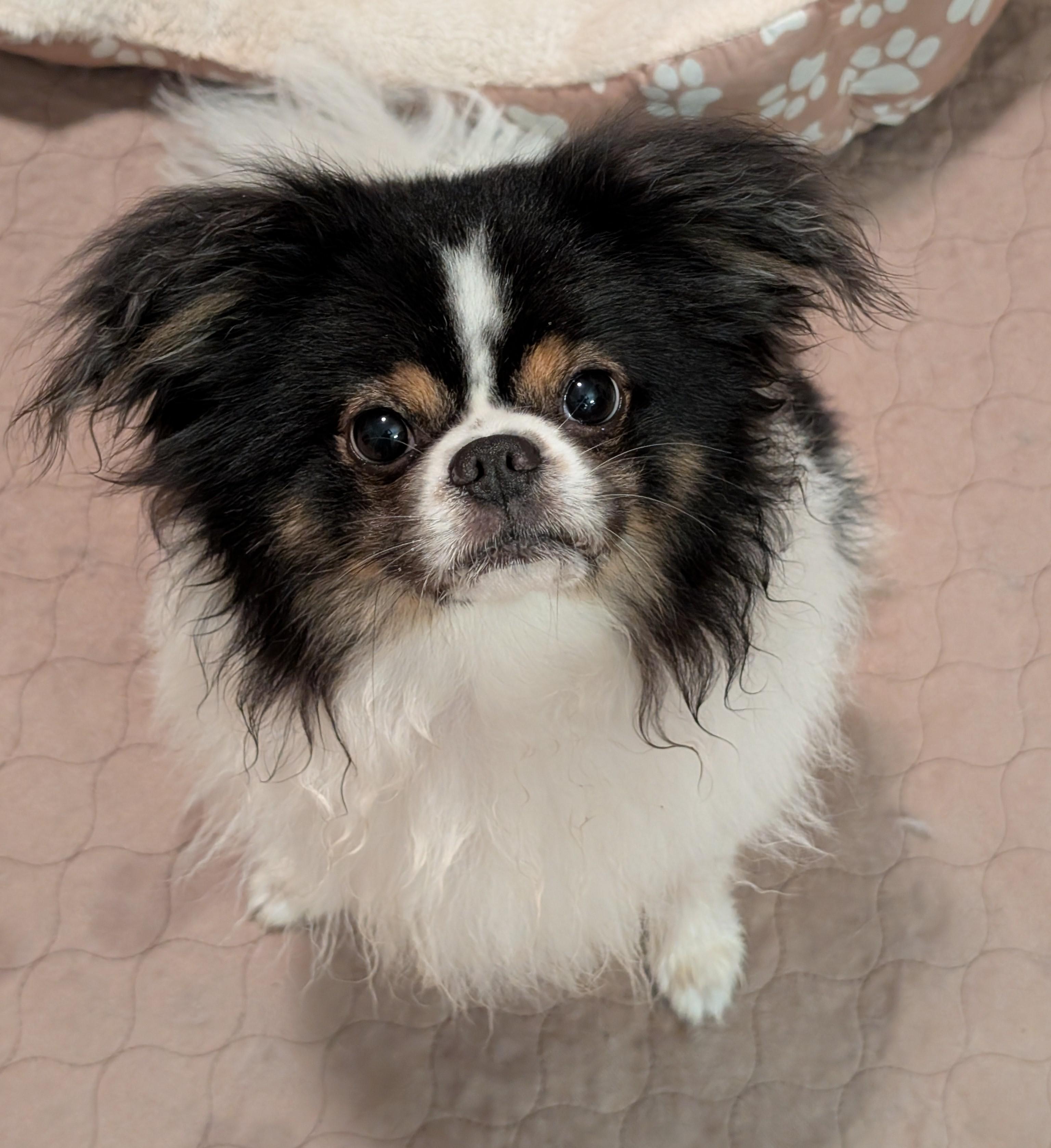 Enlarge Mojo, a ADOPTABLE Japanese Chin in Greensboro, NC image 3/6
