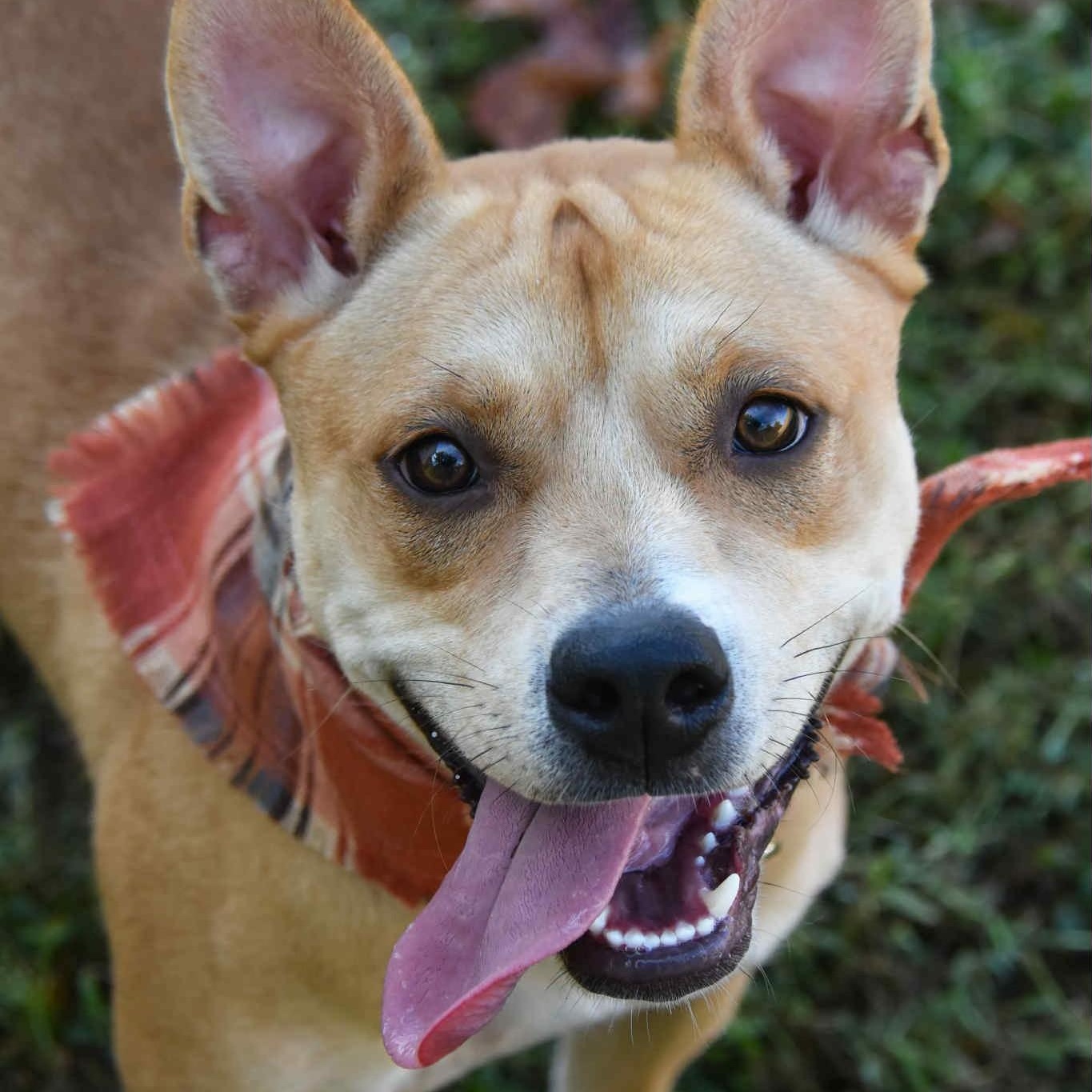 Enlarge Indie, a Adoptable mixed breed in Landrum, SC image 2/6