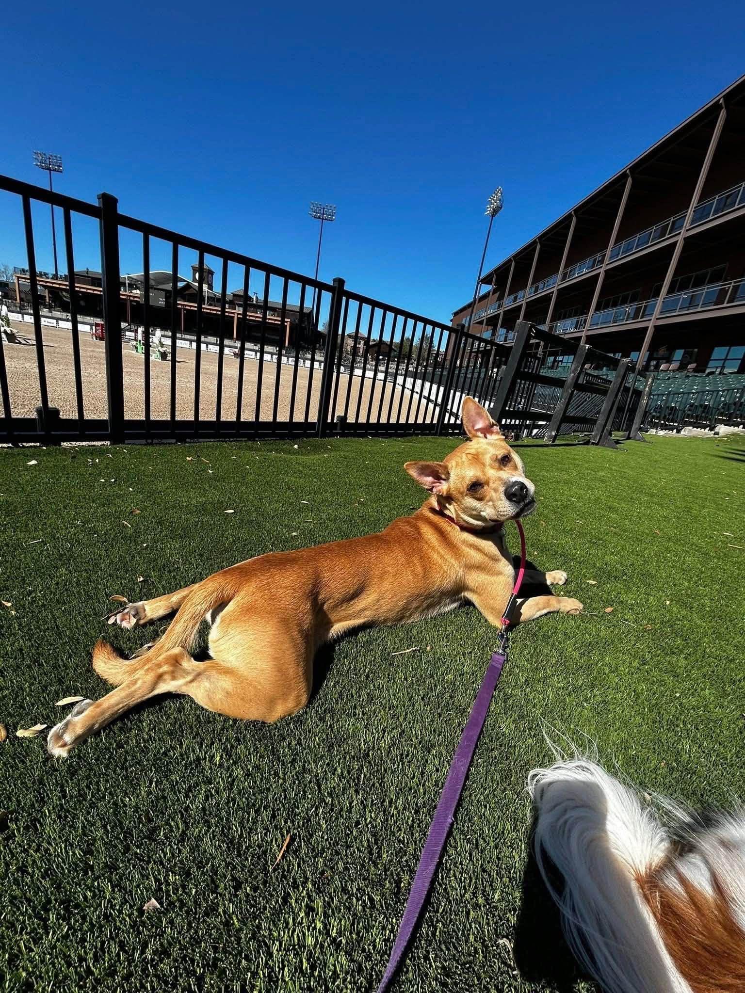 Enlarge Indie, a Adoptable mixed breed in Landrum, SC image 6/6