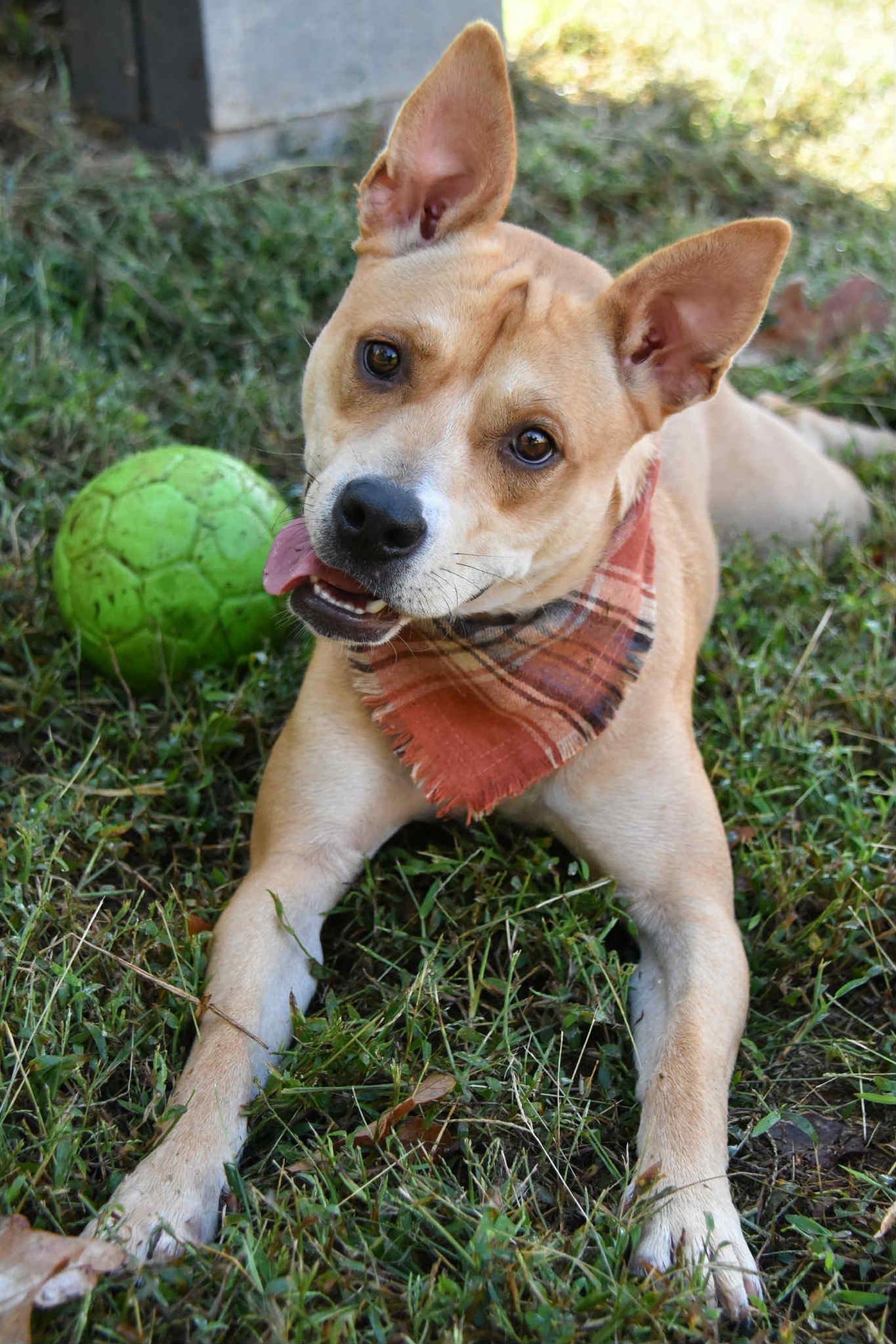 Enlarge Indie, a Adoptable mixed breed in Landrum, SC image 6/6