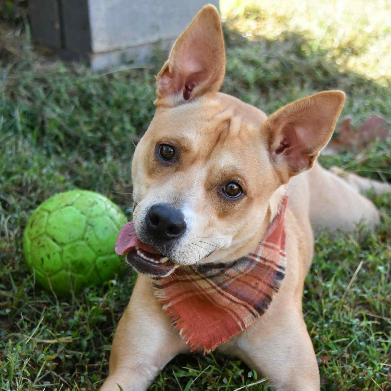 Enlarge Indie, a Adoptable mixed breed in Landrum, SC image 1/6