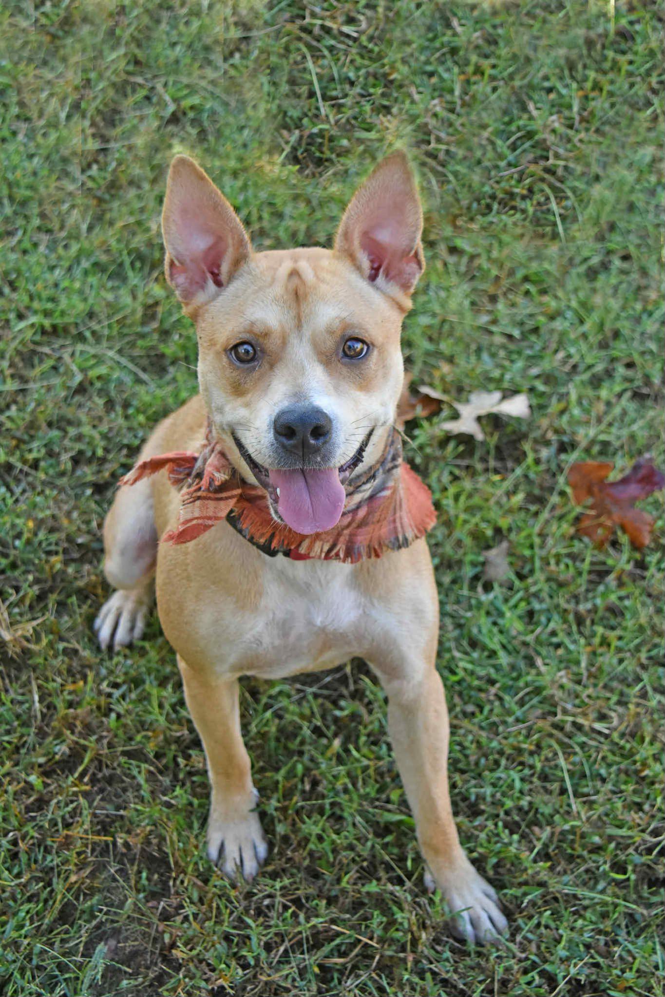 Enlarge Indie, a Adoptable mixed breed in Landrum, SC image 5/6