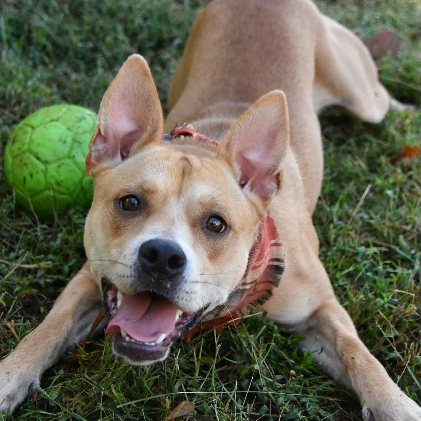 Enlarge Indie, a Adoptable mixed breed in Landrum, SC image 1/6