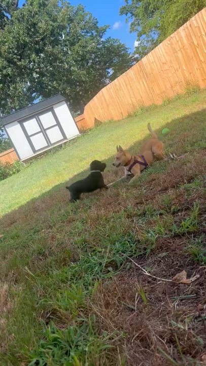 Enlarge Indie, a Adoptable mixed breed in Landrum, SC video 3/6