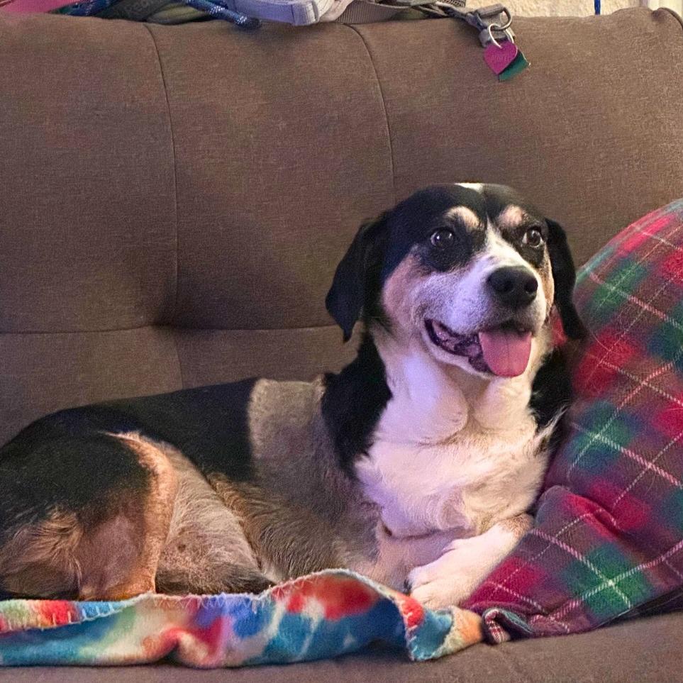 Enlarge Holden, a Adoptable Beagle in Houston, TX image 1/5