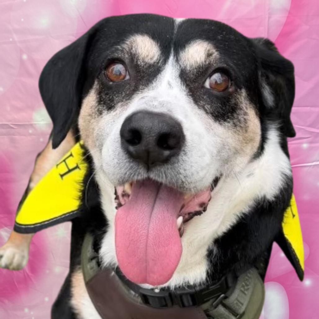 Enlarge Holden, a Adoptable Beagle in Houston, TX image 2/5