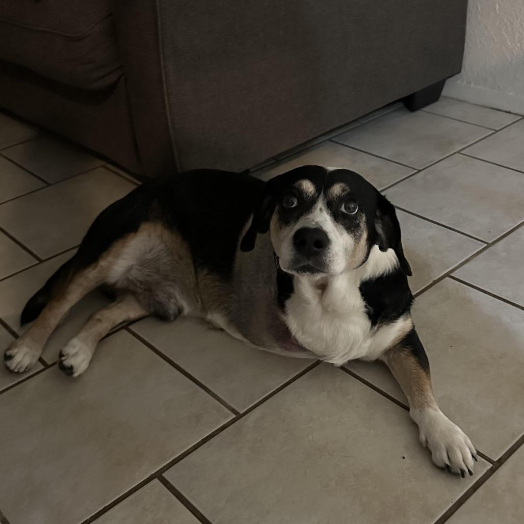 Enlarge Holden, a Adoptable Beagle in Houston, TX image 1/2