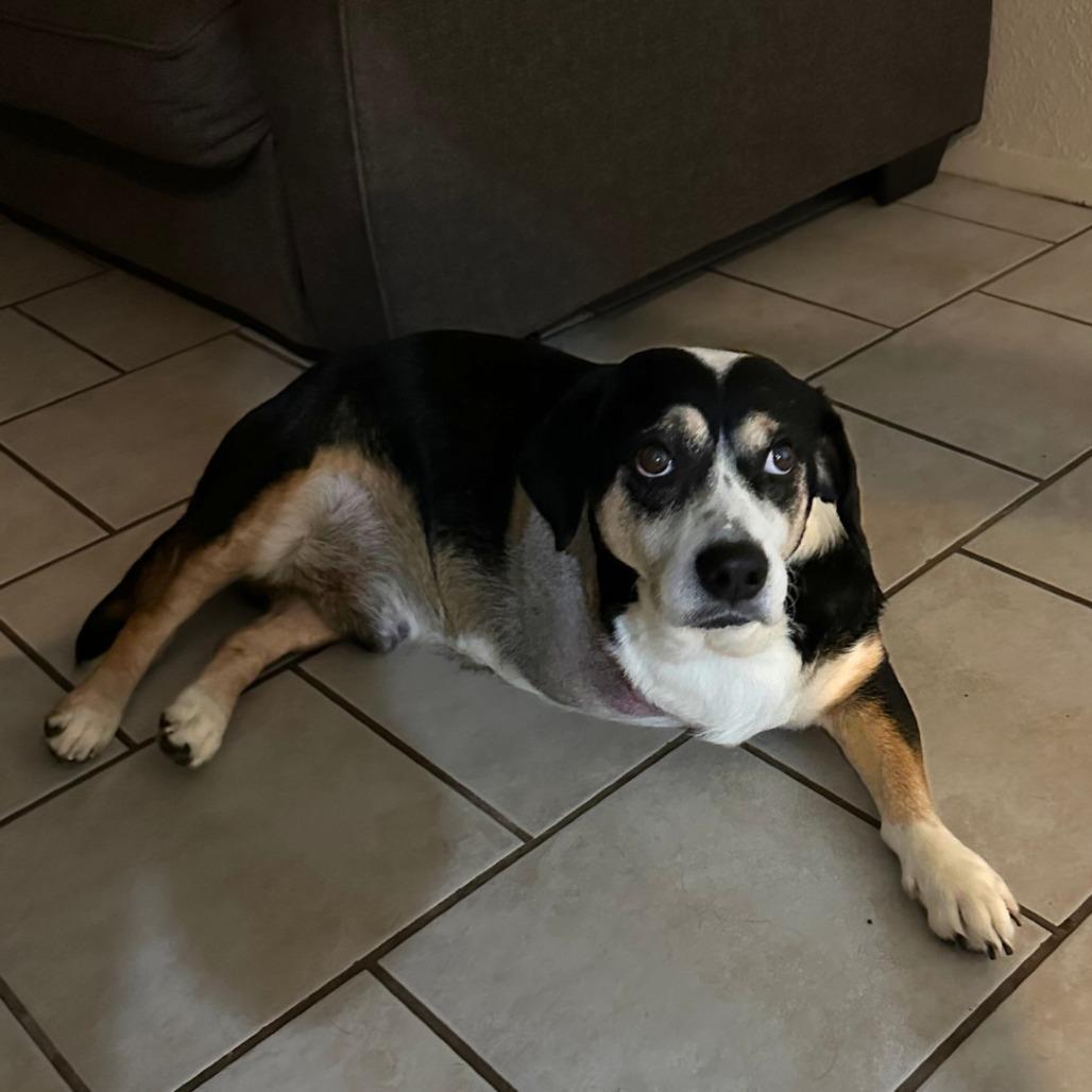 Enlarge Holden, a Adoptable Beagle in Houston, TX image 4/5