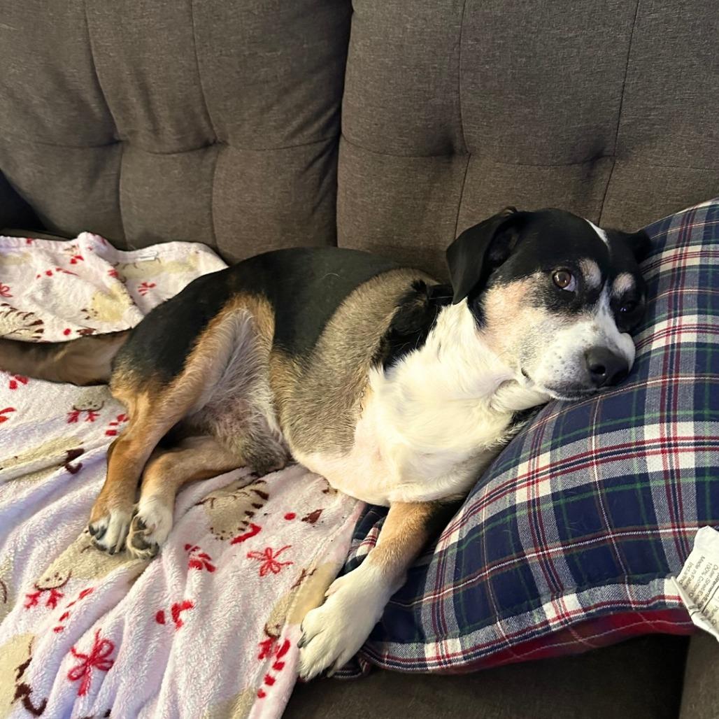 Enlarge Holden, a Adoptable Beagle in Houston, TX image 5/5