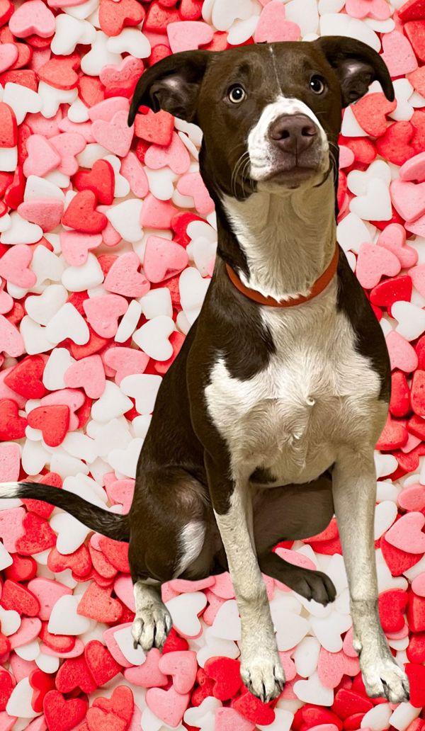 Fergie, Adoptable, Young Female Border Collie.