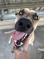 Enlarge Theo, a Adoptable mixed breed in Northwood, IA image 4/4