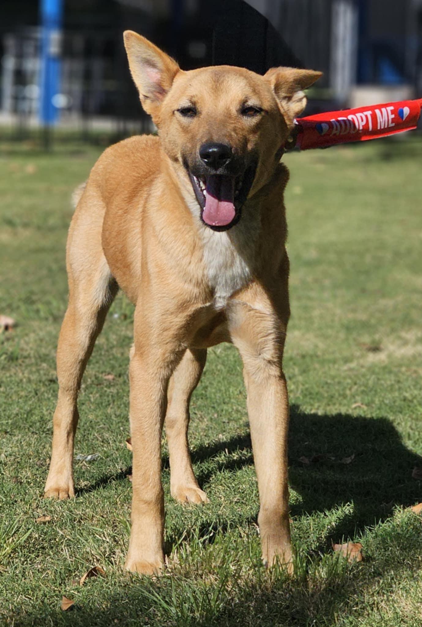 Landon, an adoptable Whippet in Wrightwood, CA, 92397 | Photo Image 1