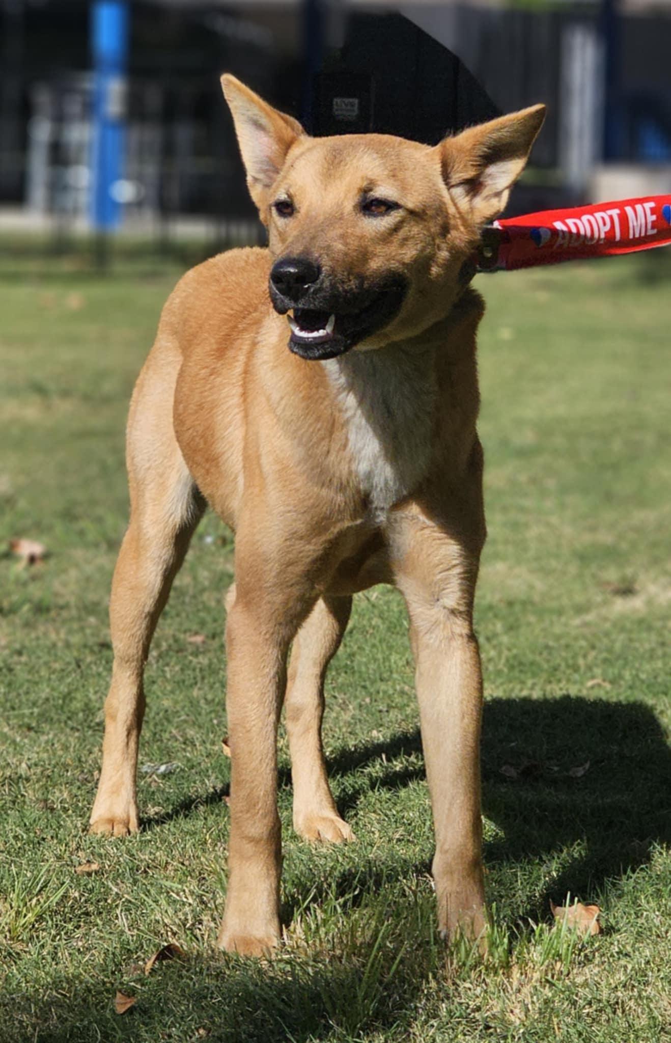 Landon, an adoptable Whippet in Wrightwood, CA, 92397 | Photo Image 3