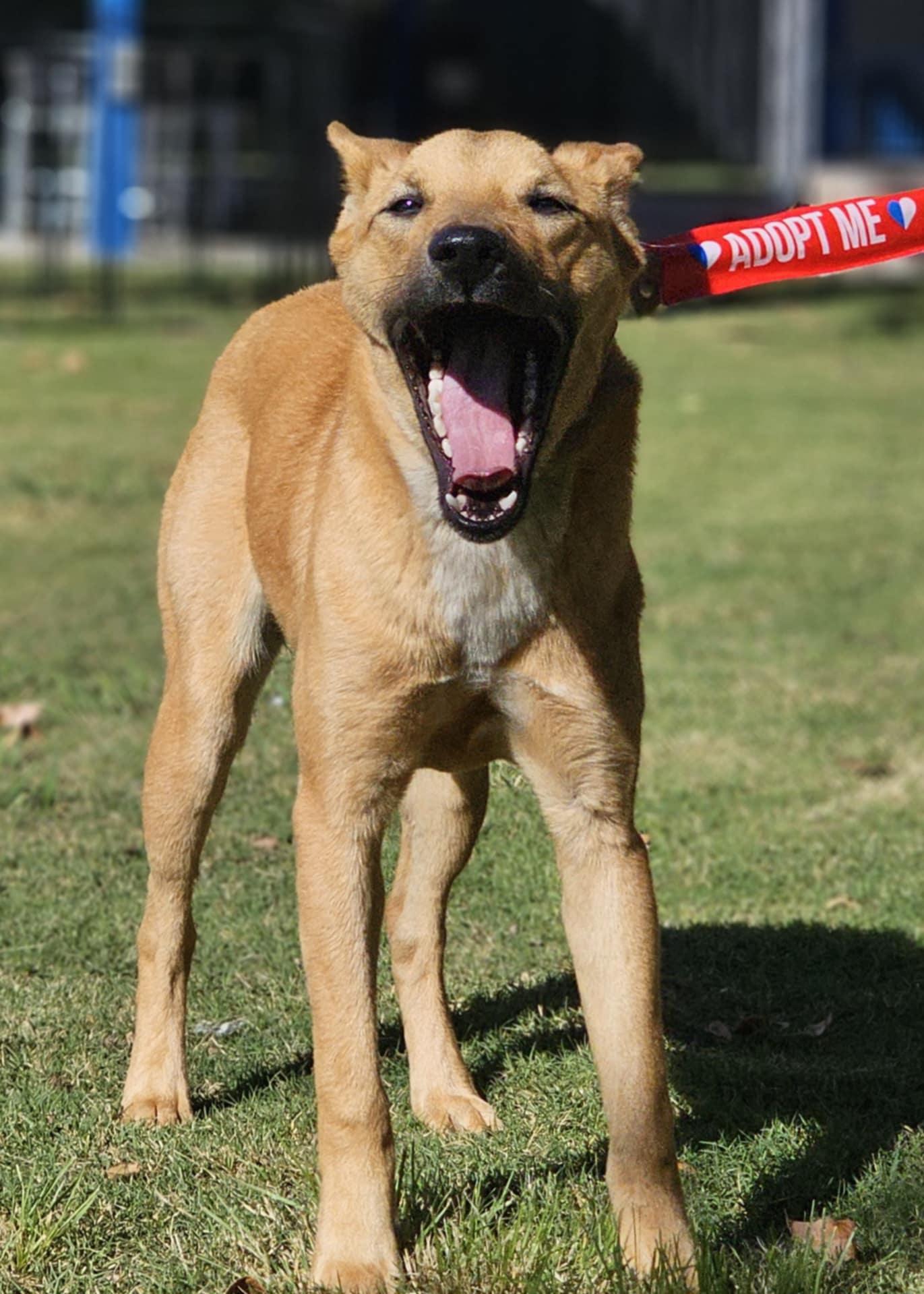 Landon, an adoptable Whippet in Wrightwood, CA, 92397 | Photo Image 2