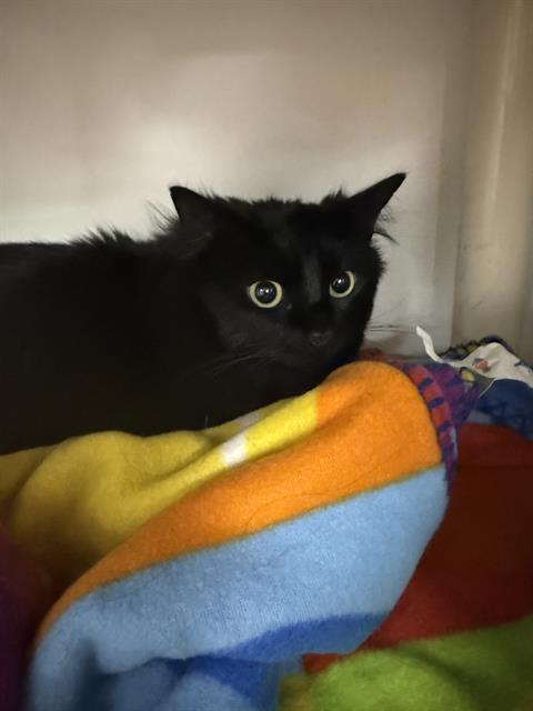 KIZZIE, Adoptable, Young Female Domestic Long Hair.