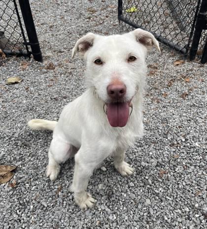 Enlarge Everest, an adoptable mixed breed in Sylva, NC image 3/6