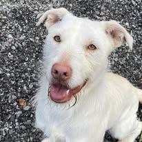 Enlarge Everest, an adoptable mixed breed in Sylva, NC image 1/6