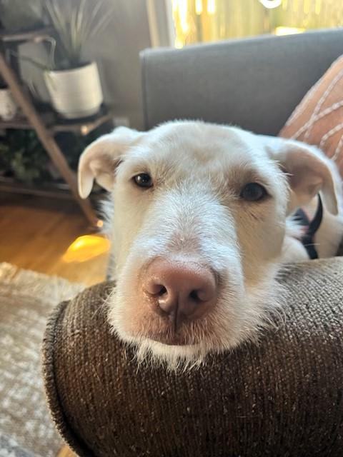 Enlarge Everest, an adoptable mixed breed in Sylva, NC image 2/6