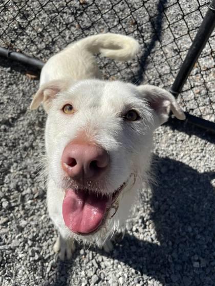 Enlarge Everest, an adoptable mixed breed in Sylva, NC image 6/6