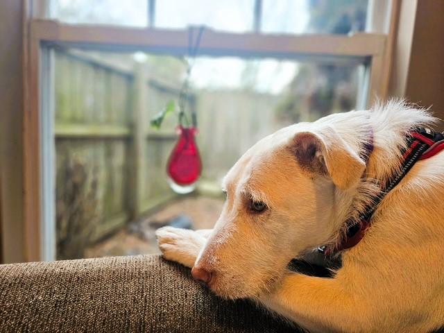Enlarge Everest, an adoptable mixed breed in Sylva, NC image 5/6