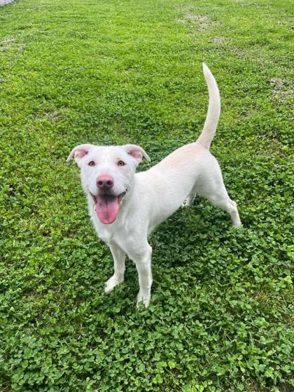Enlarge Everest, an adoptable mixed breed in Sylva, NC image 4/6