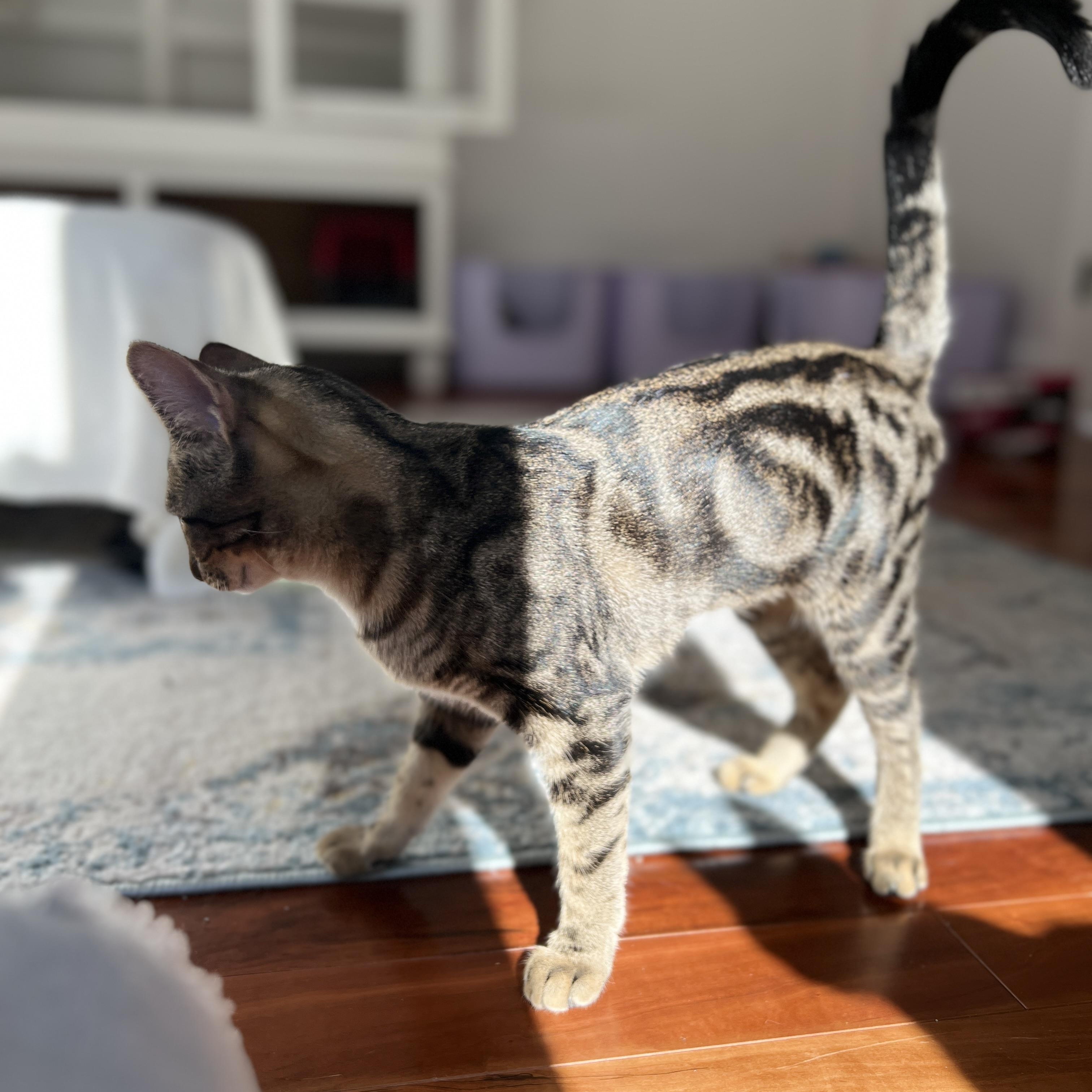 Enlarge Eclipse, a Adoptable Domestic Short Hair in New Bern, NC image 3/4