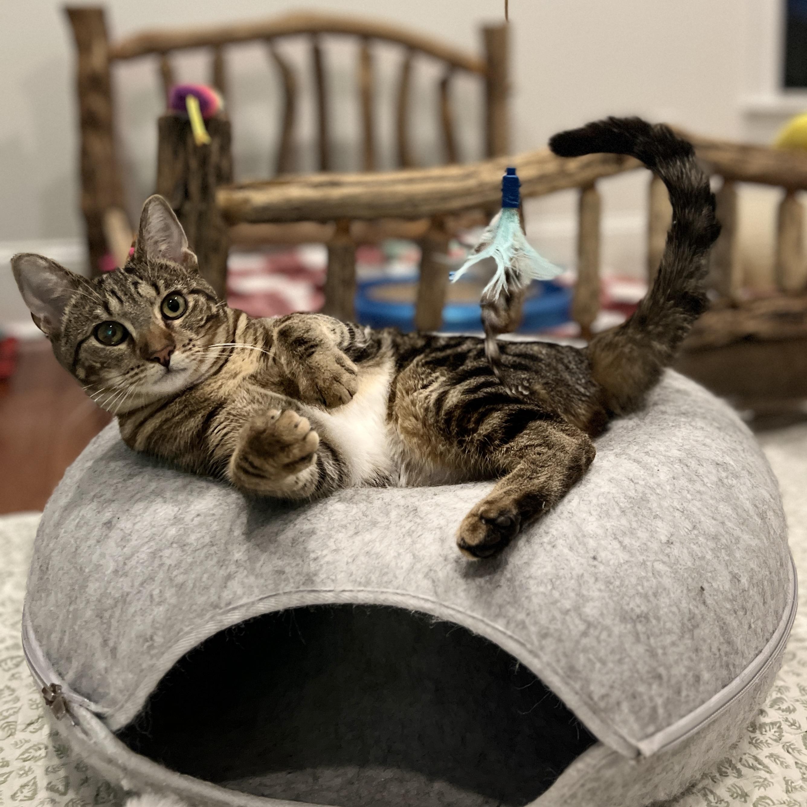 Eclipse, Adoptable, Kitten Female Domestic Short Hair.