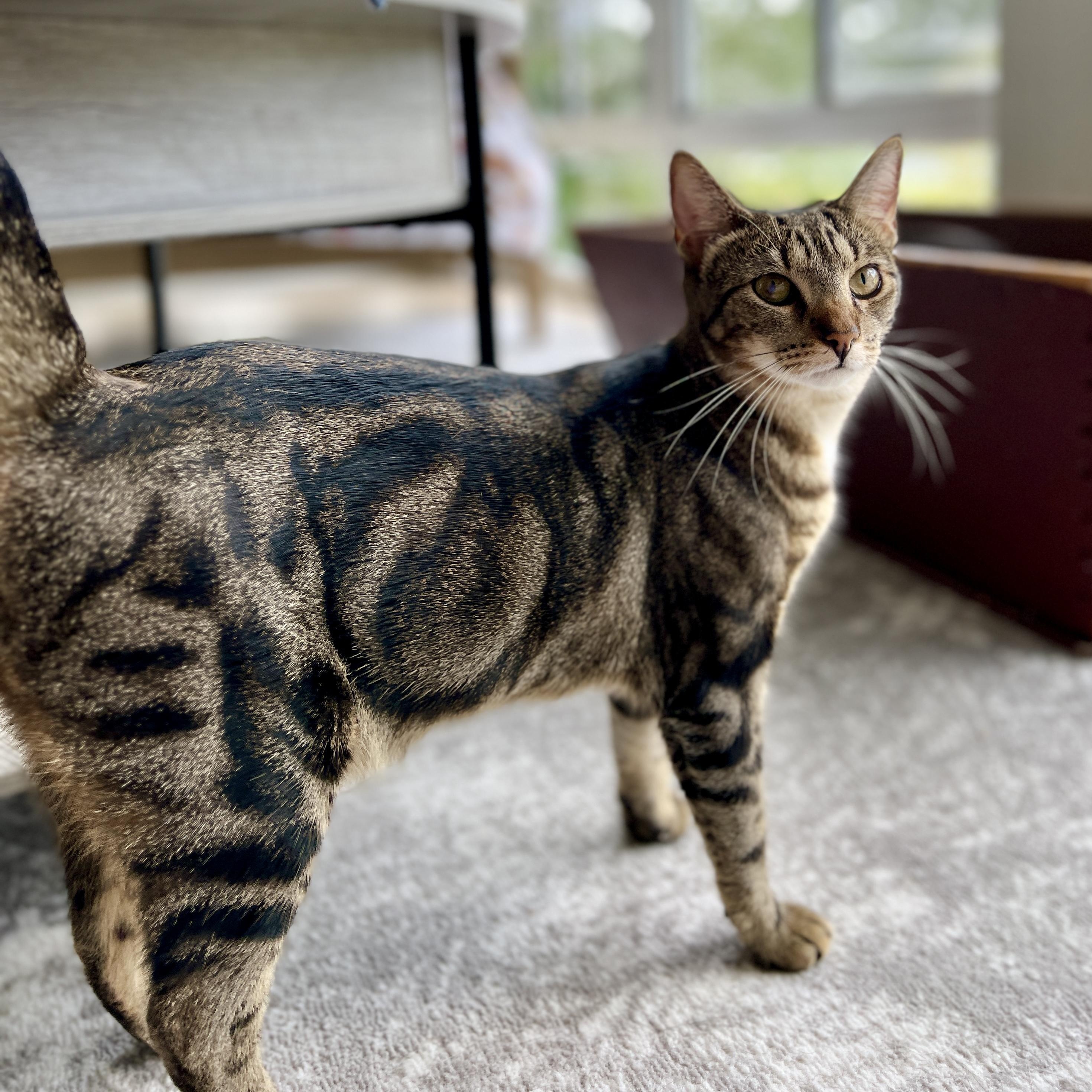 Sweet Pea, Adoptable, Young Female Domestic Short Hair & Bengal.