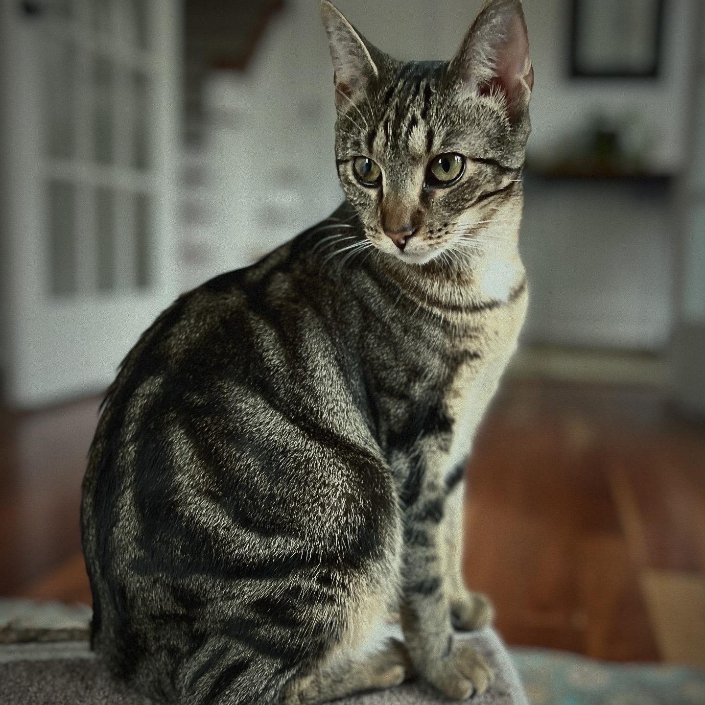 Enlarge Sweet Pea, a Adoptable Domestic Short Hair in New Bern, NC image 5/6